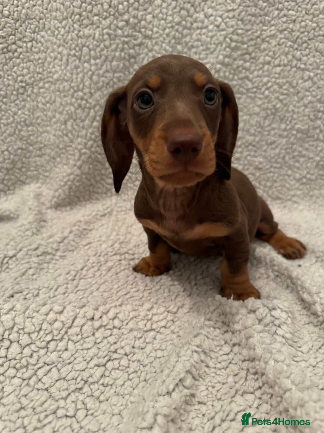 Miniature Dachshund dogs for sale: Miniature dachshund READY NOW - Advert 17