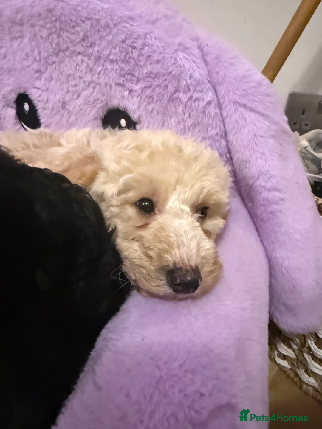 Mixed Breed dogs for sale: DNA HEALTH TESTED miniature Cavapoos 🩷 - Advert 2