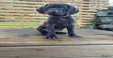 German Shorthaired Pointer dogs - Advert 5