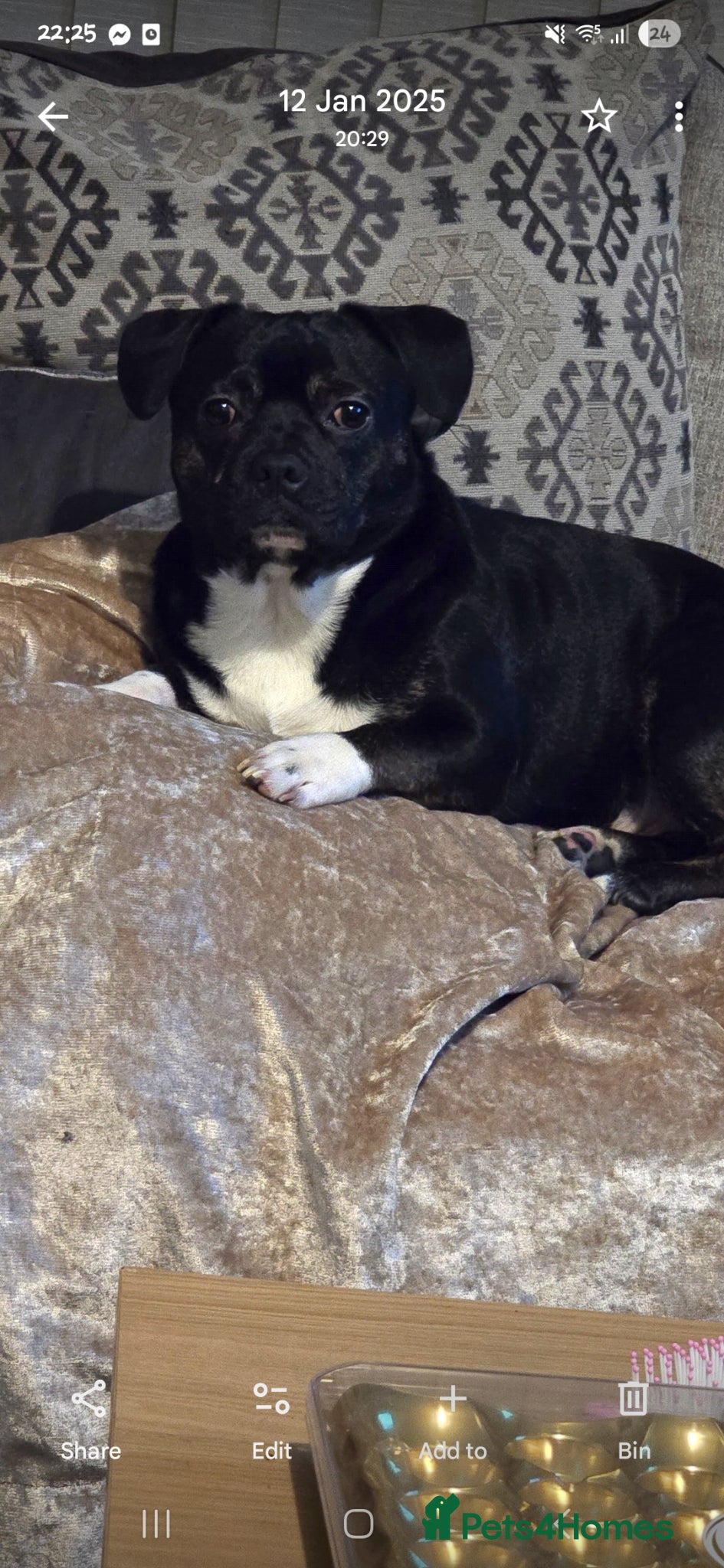 Mixed Breed dogs Beautiful fraffy 3 years old  - Advert 1