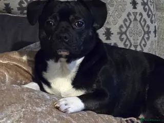 Mixed Breed dogs Beautiful fraffy 3 years old - Advert 15