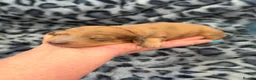 Miniature Dachshund dogs for sale: Champion Lines Minature Dachshunds - Advert 5