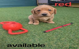 Goldendoodle dogs for sale: golden doodle puppies - Image 7