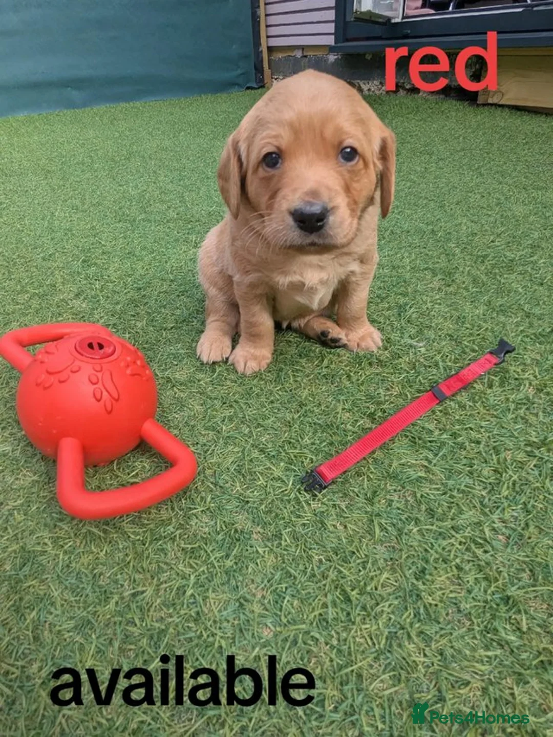 Goldendoodle dogs for sale: golden doodle puppies - Advert 7