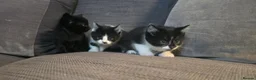 Mixed Breed cats for sale: Gorgeous kittens for sale 2 females 1 male   in Chippenham - Advert 6