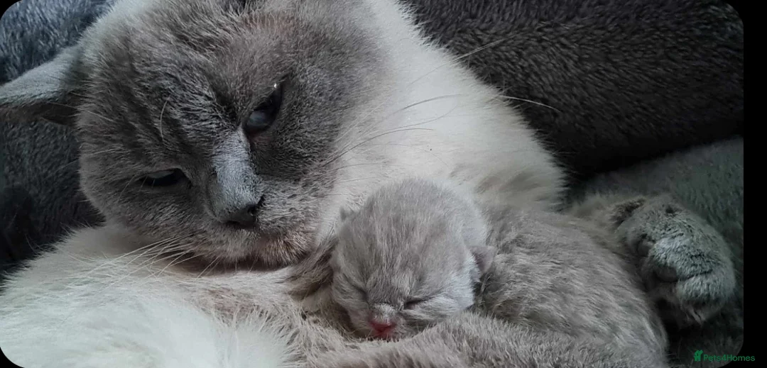 British Shorthair cats for sale: Blue point bsh babies 👶 - Advert 6