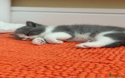 British Shorthair cats for sale: Champion Bloodlines British Shorthair kitten - Image 5