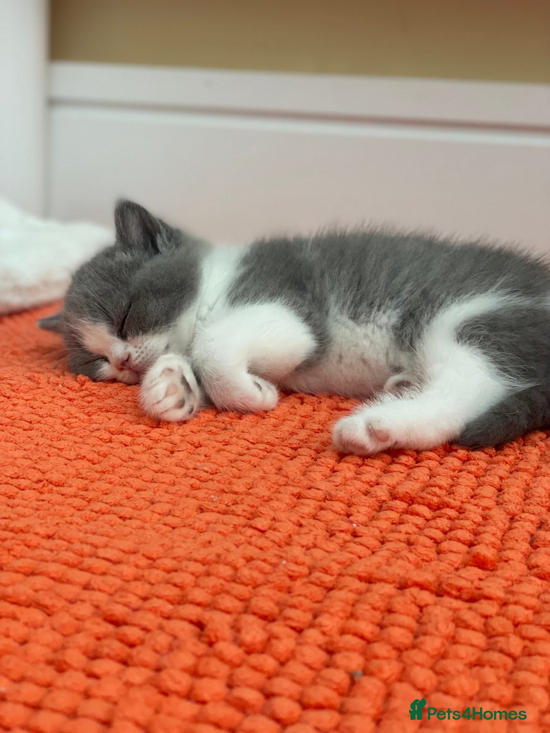 British Shorthair cats for sale: Champion Bloodlines British Shorthair kitten - Image 5