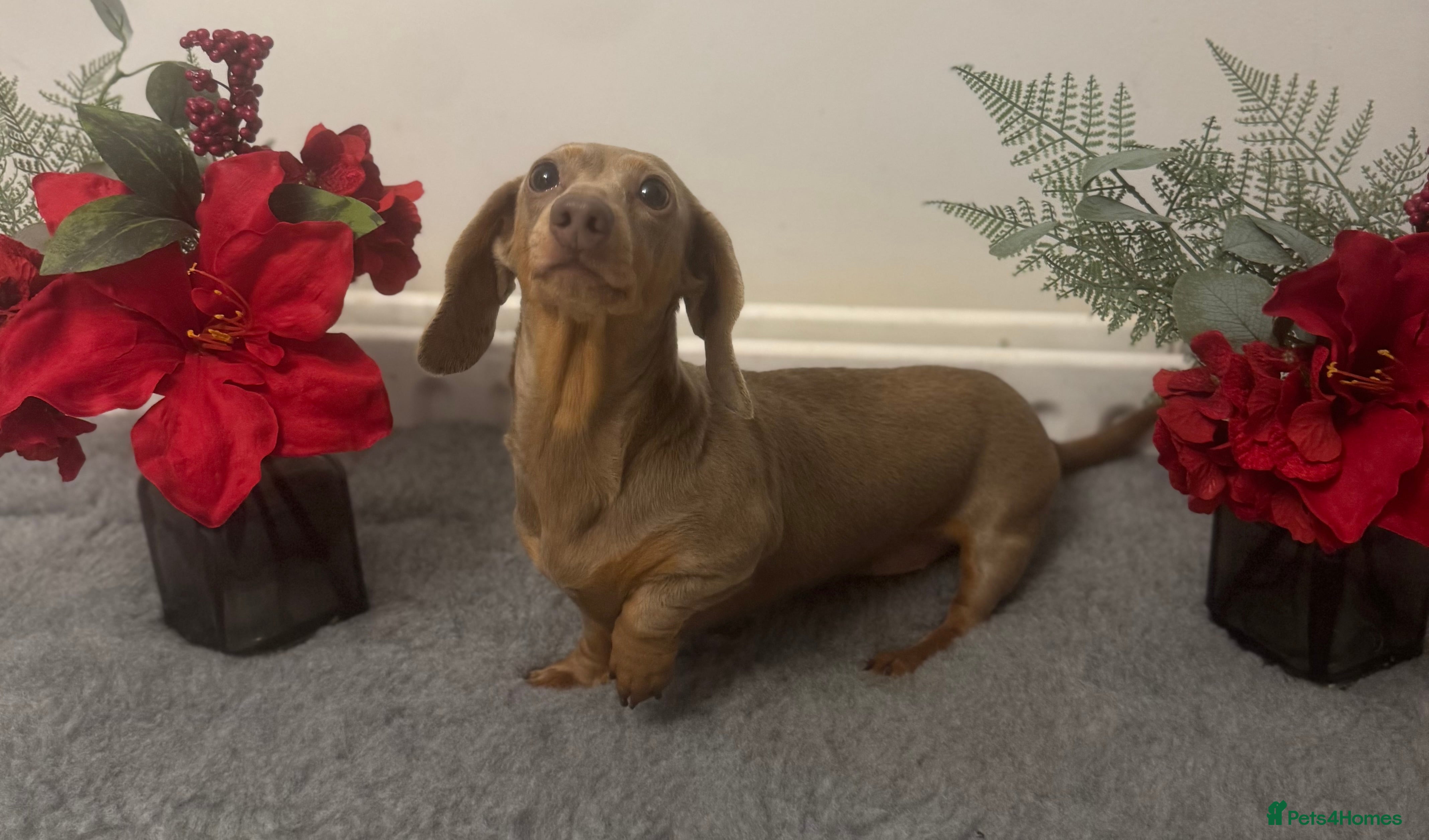 Miniature Dachshund dogs Flynn ready for stud services - Advert 7