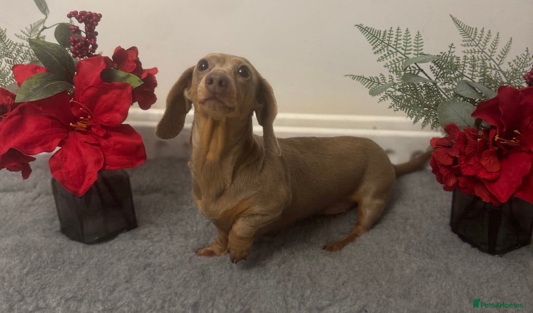 Miniature Dachshund dogs for stud: Flynn ready for stud services - Advert 1