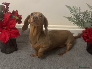 Miniature Dachshund dogs Flynn ready for stud services - Advert 1