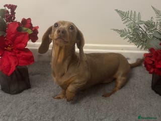 Miniature Dachshund dogs Flynn ready for stud services - Advert 21