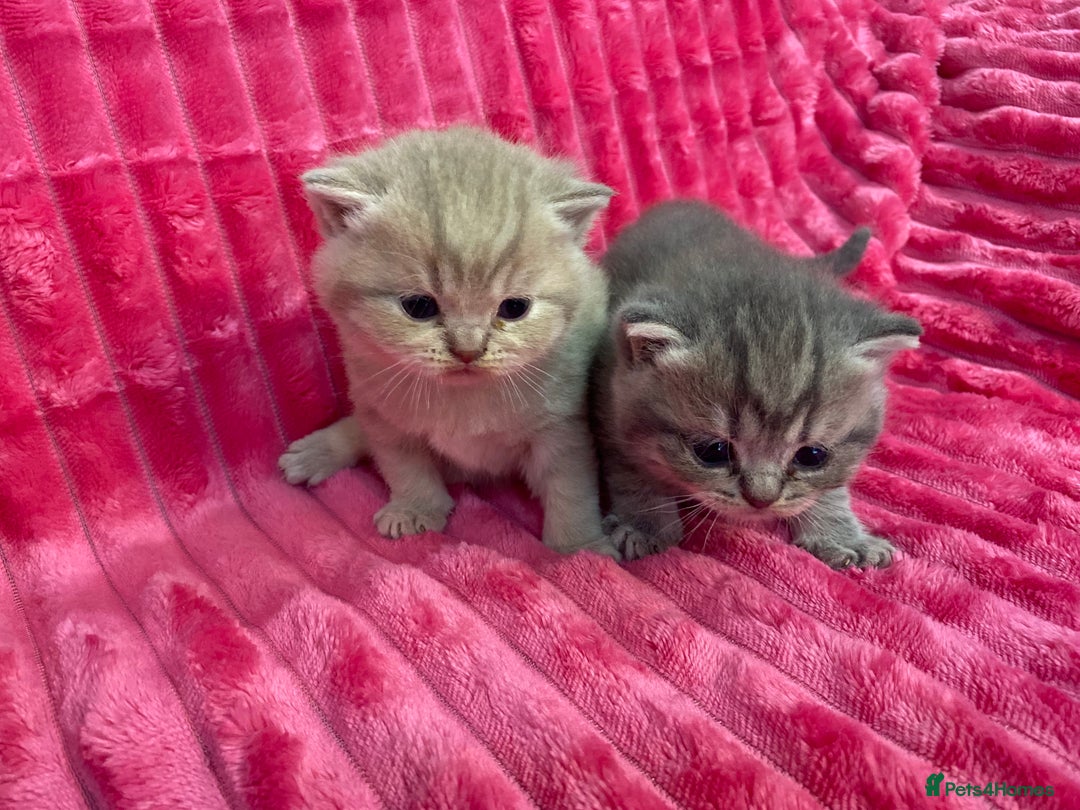 British Shorthair cats for sale: Gorgeous British shorthair kittens  - Image 10