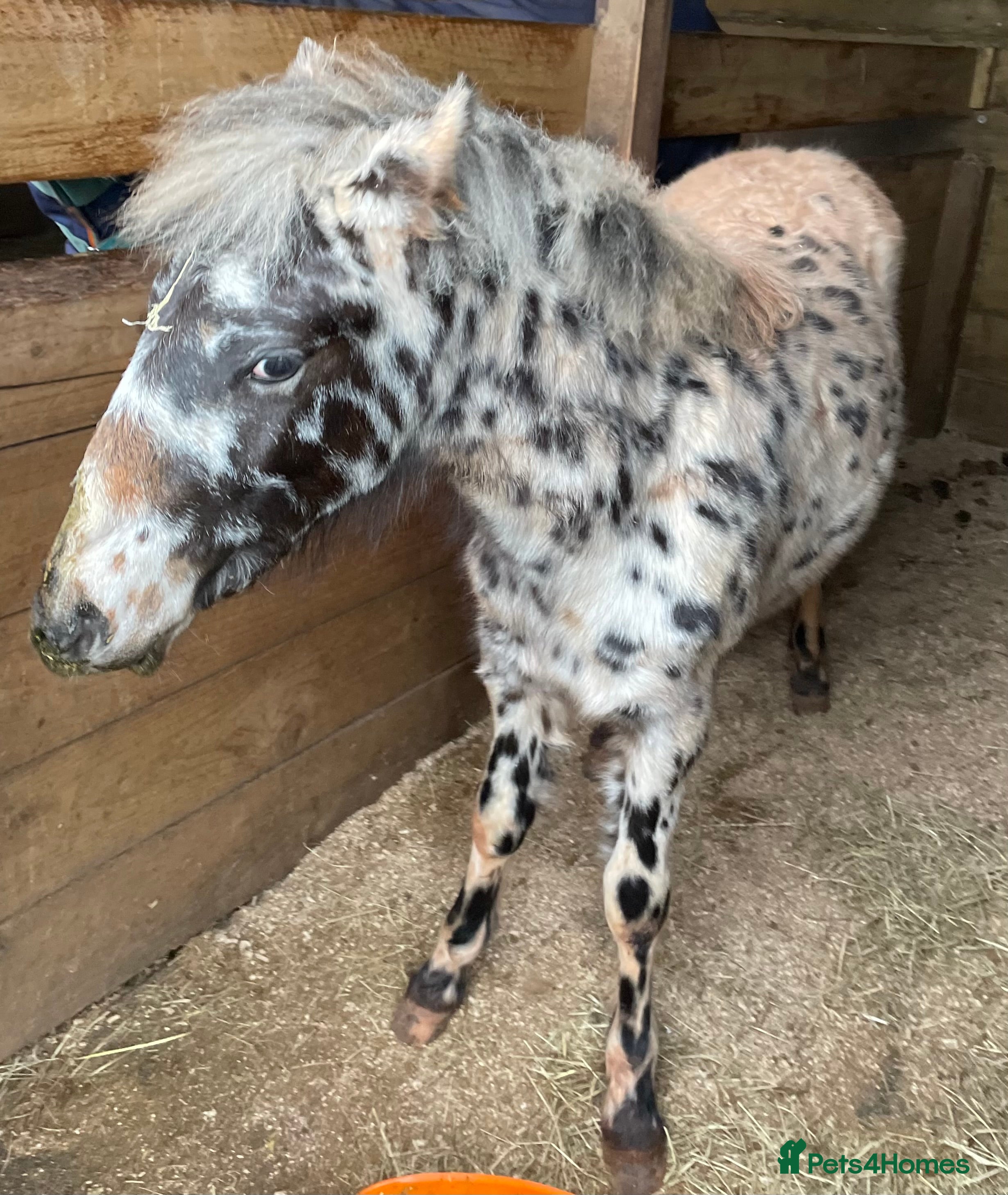 Dartmoor horses Posh boy  - Advert 18