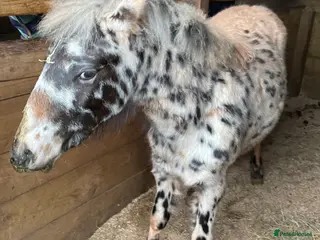 Dartmoor horses Posh boy - Advert 18