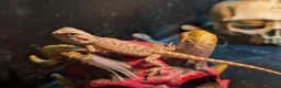 Bearded Dragon reptiles for sale: Baby bearded dragons - Advert 23