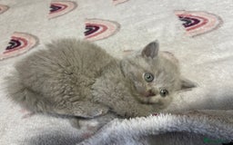 British Shorthair cats for sale: British shorthair kittens responsibly bred - Image 17
