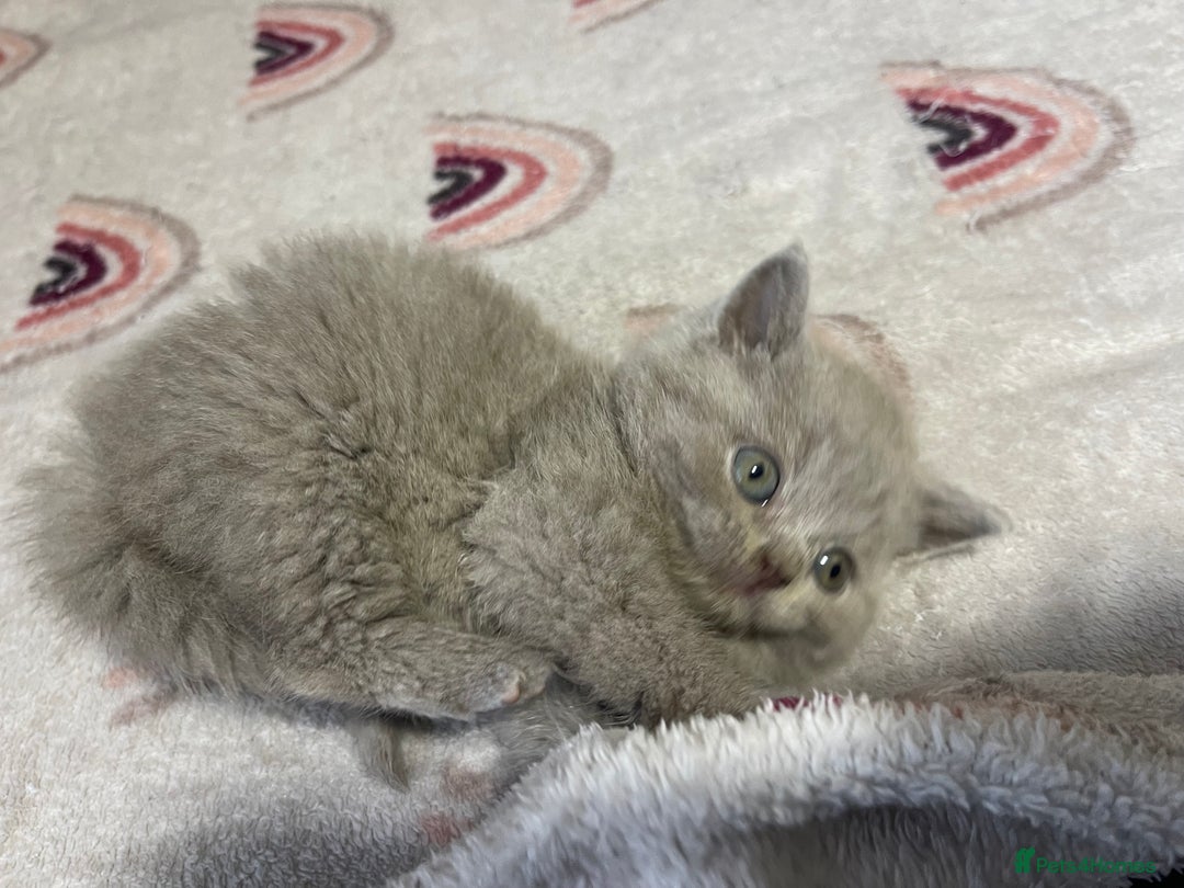 British Shorthair cats for sale: British shorthair kittens responsibly bred - Image 17