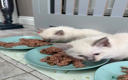 Ragdoll cats for sale: Adorable Pedigree Ragdoll Kittens Available 🐾 - Image 5