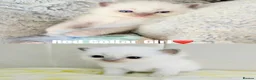 Ragdoll cats for sale: Five Beautiful Ragdoll Kittens Now Available🤍 - Advert 19