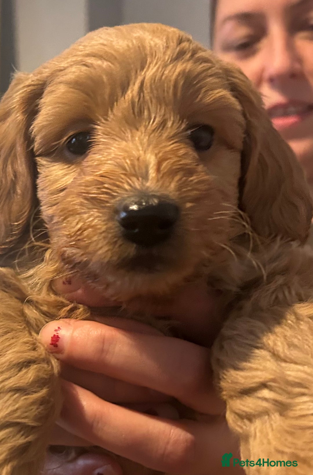 Cavapoo dogs for sale: Cavapoo puppies for sale - Image 7