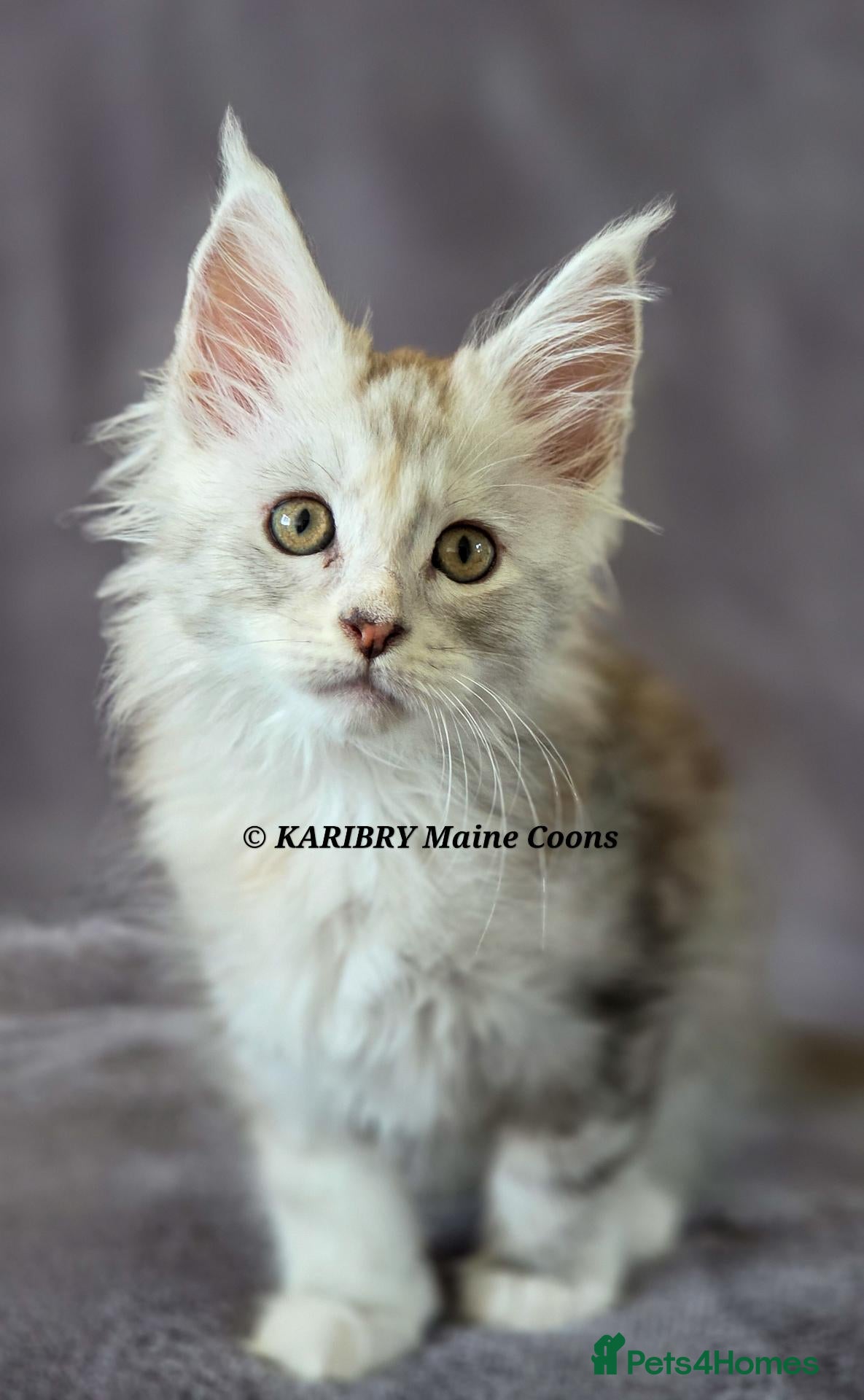 Maine Coon cats RARE Red Shaded, XL large TICA registerd  - Advert 2