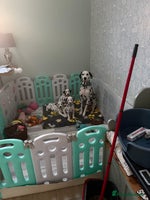 Dalmatian dogs - Advert 7