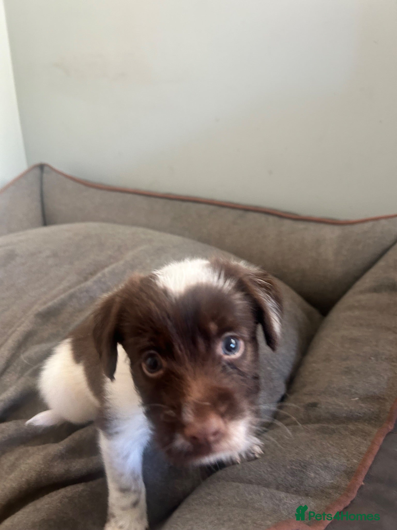 Mixed Breed dogs 2 left Borderpoo Border collie + cockapoo puppies - Advert 2