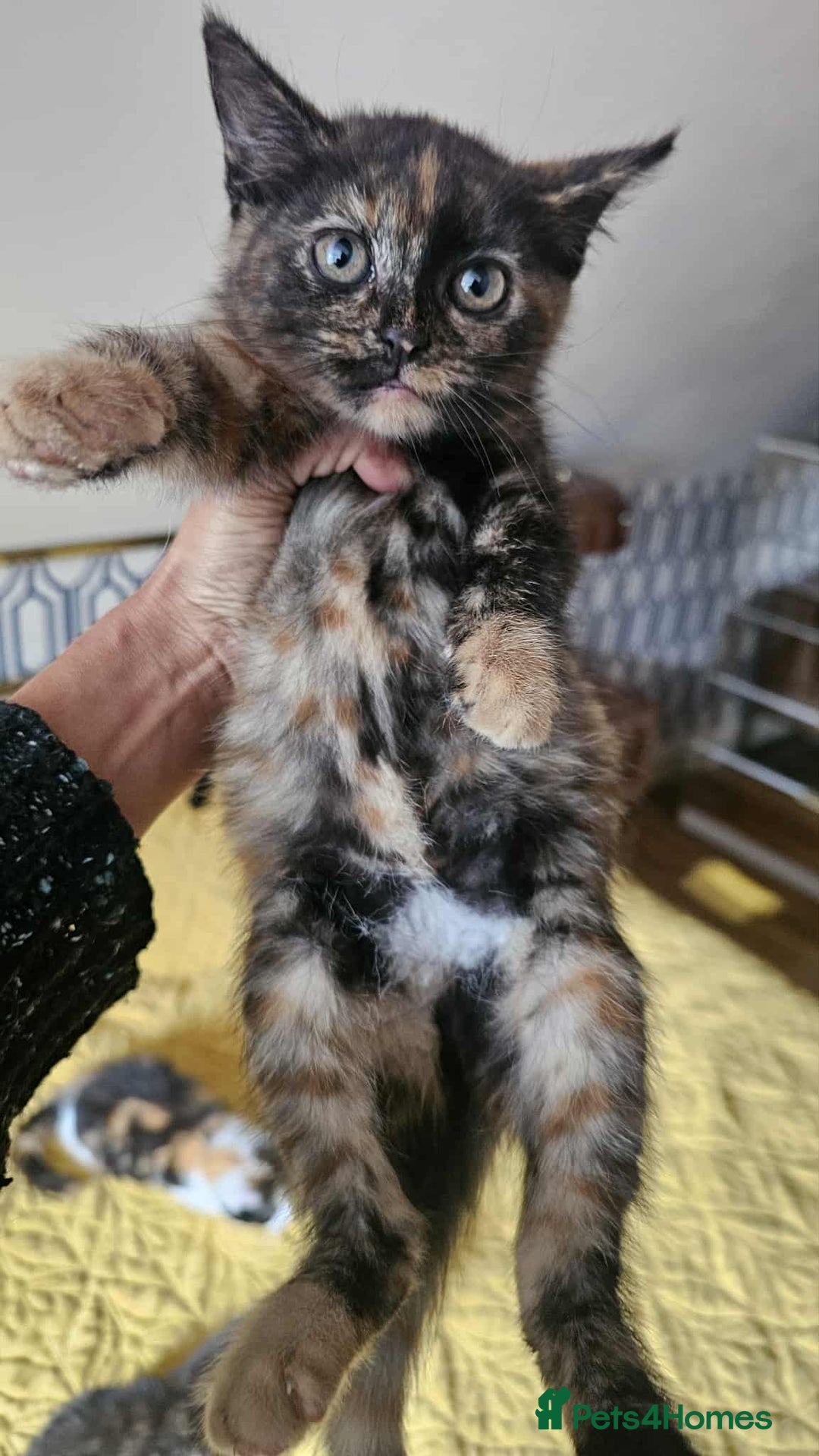 British Shorthair cats for sale: PURE BSH KITTENS READY NOW! - Image 20