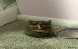 Mixed Breed cats for sale: Mixed breed kittens  - Image 1
