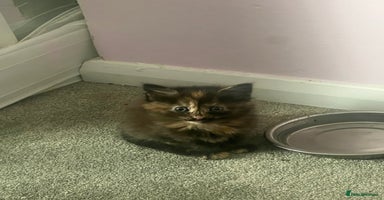 Mixed Breed cats - Advert 2