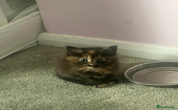 Mixed Breed cats - Advert 15