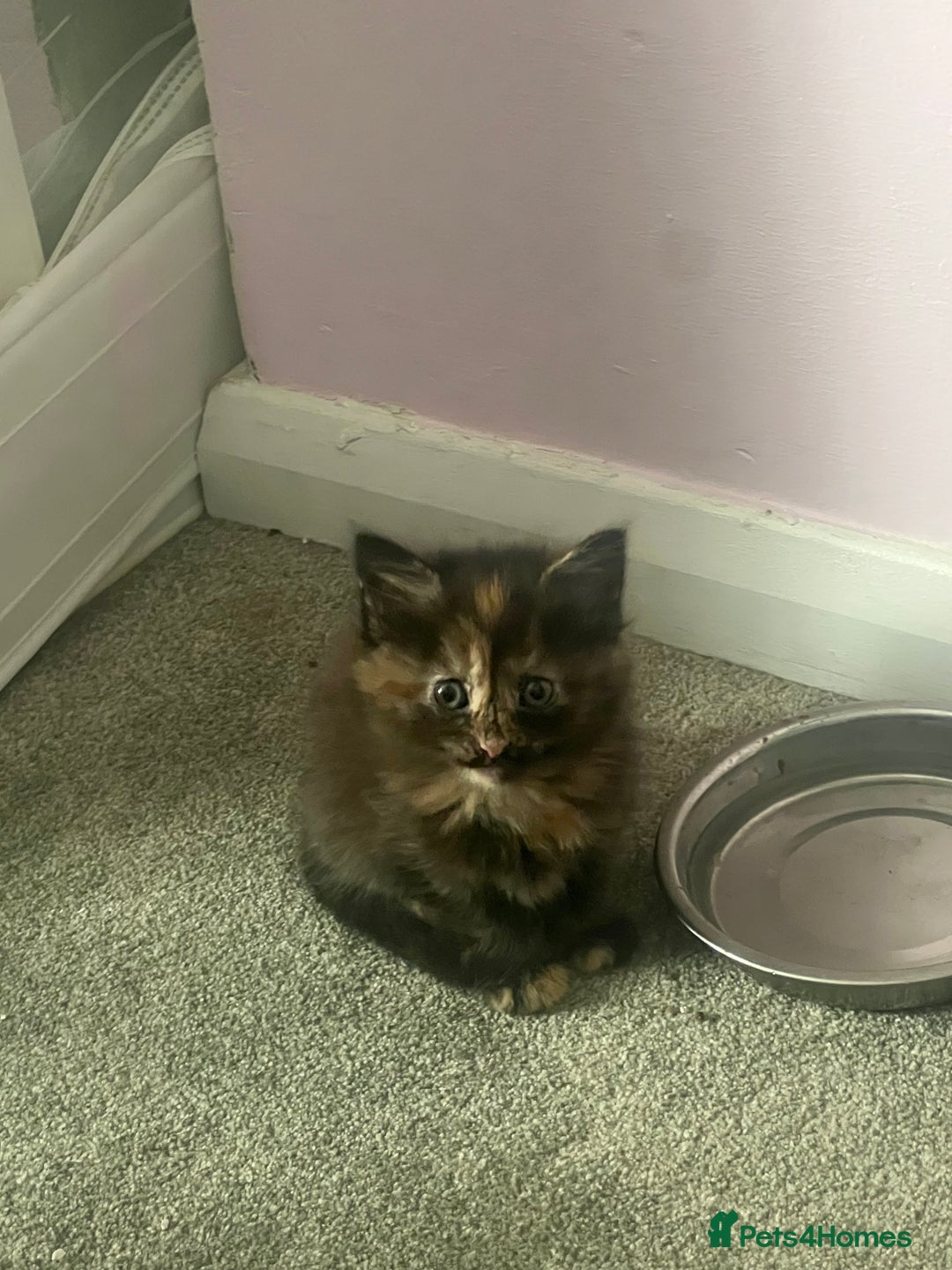 Mixed Breed cats for sale: Mixed breed kittens  - Image 1