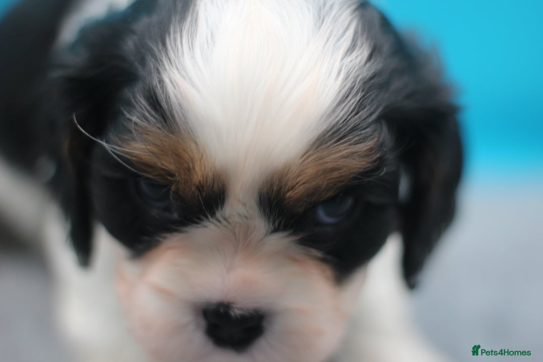 Cavalier King Charles Spaniel dogs for sale: Champion lines, heart/health tested, KC registered - Advert 40