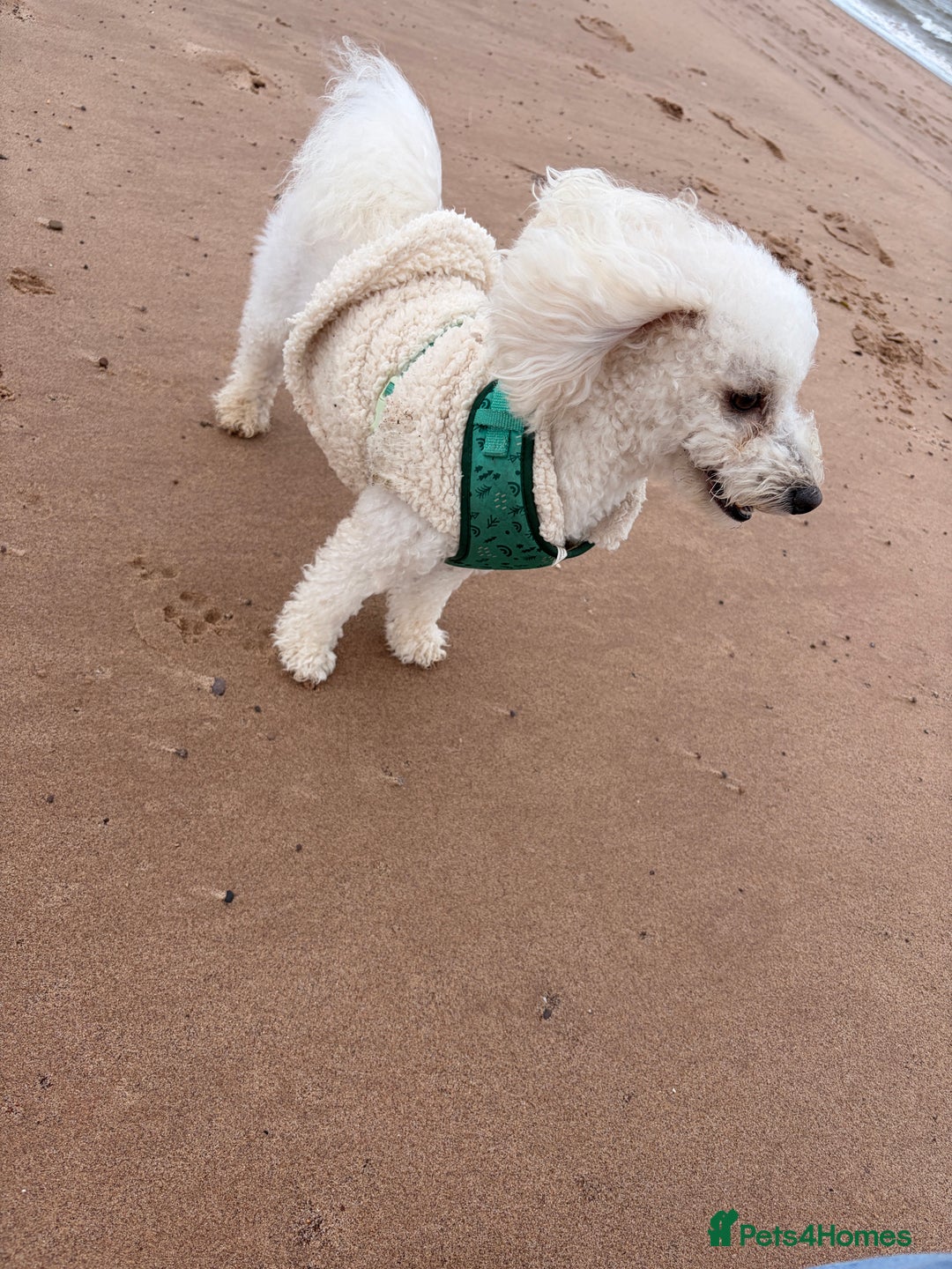 Poochon dogs for stud: Poochon Stud  - Advert 2