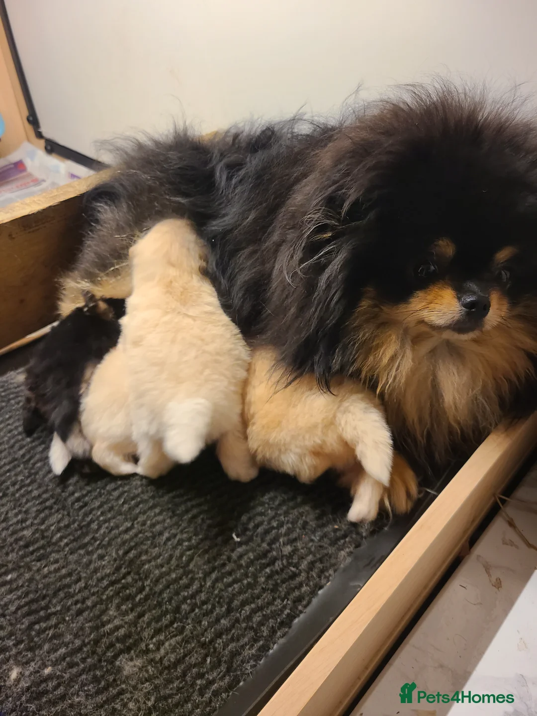 Pomeranian dogs for sale: Kc registered pomeranian puppies - Advert 6