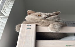 British Shorthair cats for sale: British Lilac Chunky Short Hair Cat for Sale 🐾 - Image 1