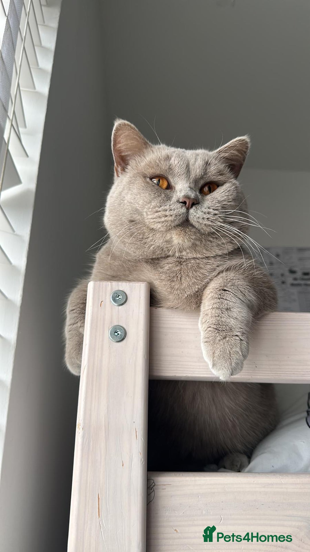 British Shorthair cats for sale: British Lilac Chunky Short Hair Cat for Sale 🐾 - Image 1