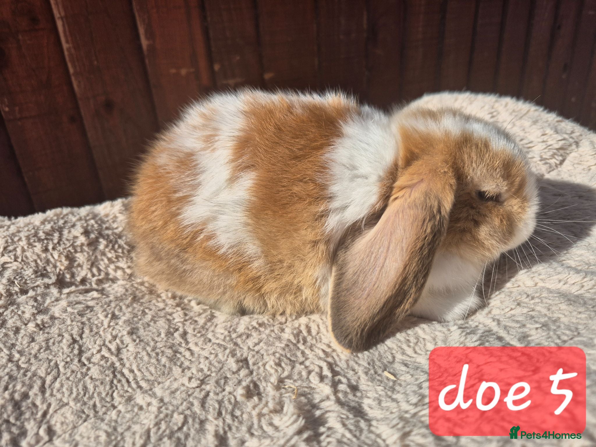 Mini Lop rabbits ready now  - Advert 1