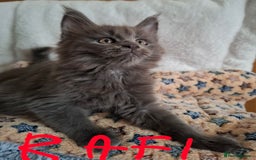 Maine Coon cats for sale: Gorgeous Maine Coon Kittens-Champion Bloodlines - Image 13