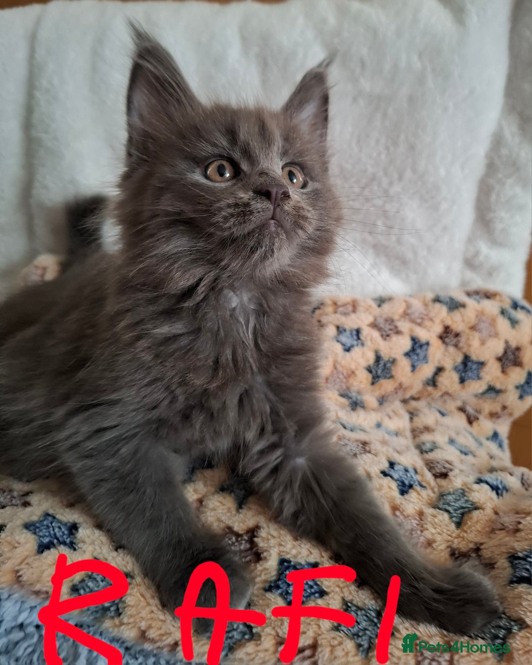 Maine Coon cats for sale: Gorgeous Maine Coon Kittens-Champion Bloodlines - Image 13