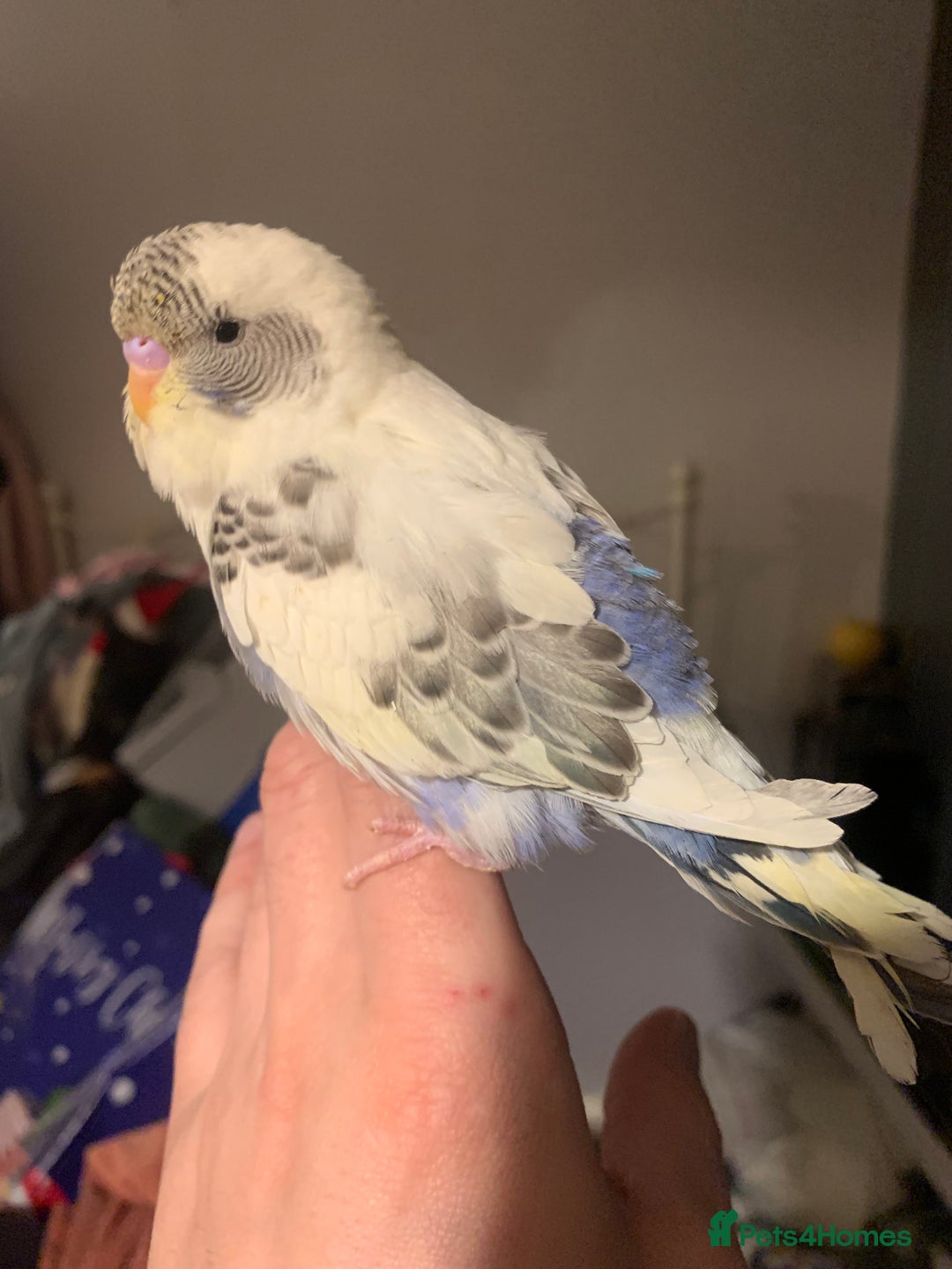 Budgerigars birds for sale: Hand reared hand tame baby budgies - Advert 18
