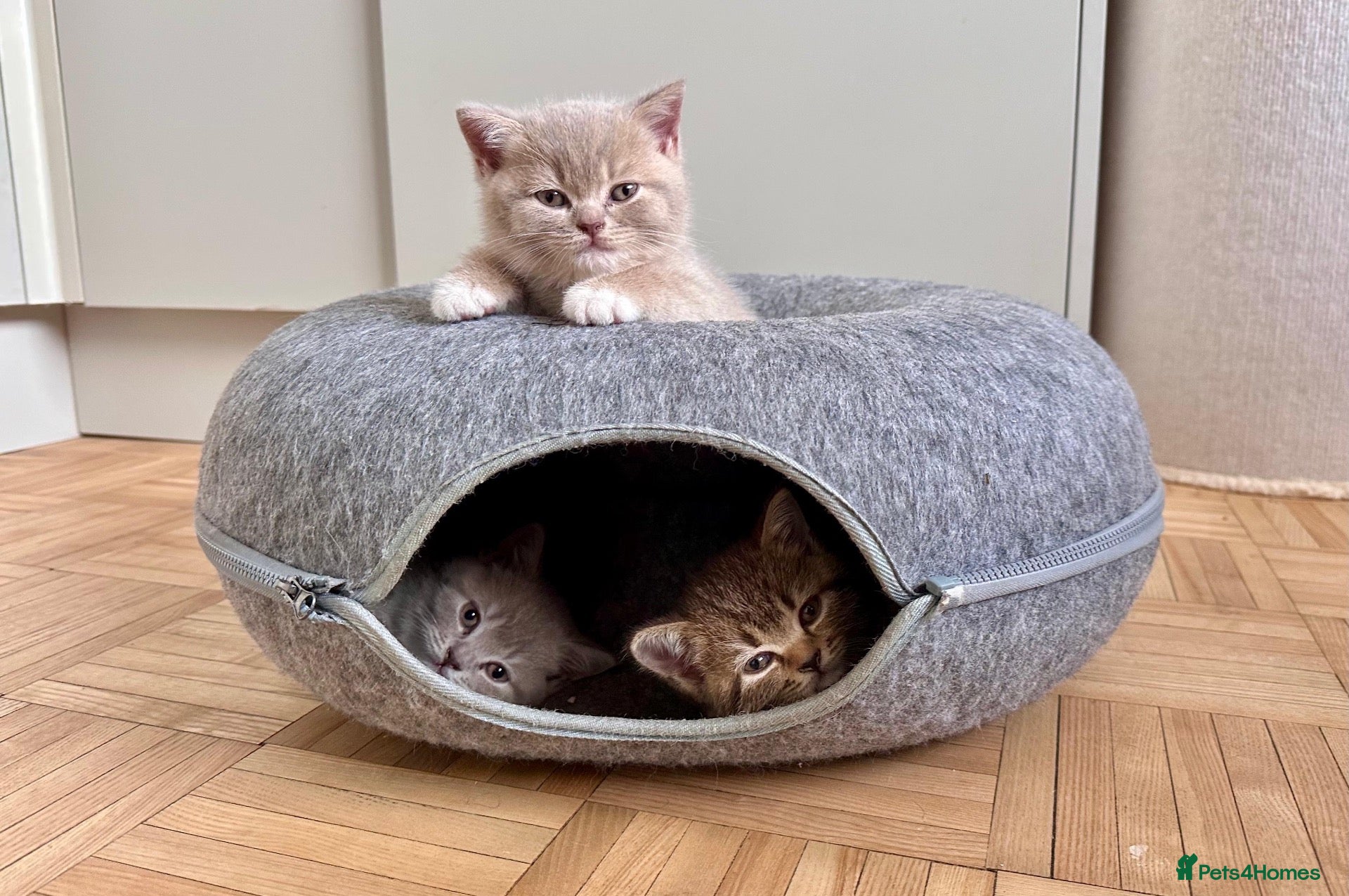 British Shorthair cats Stunning British shorthair kittens x 4 - Advert 2