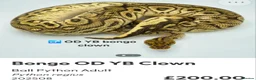 Python Snake reptiles for sale:  Various ball pythons  - Advert 5