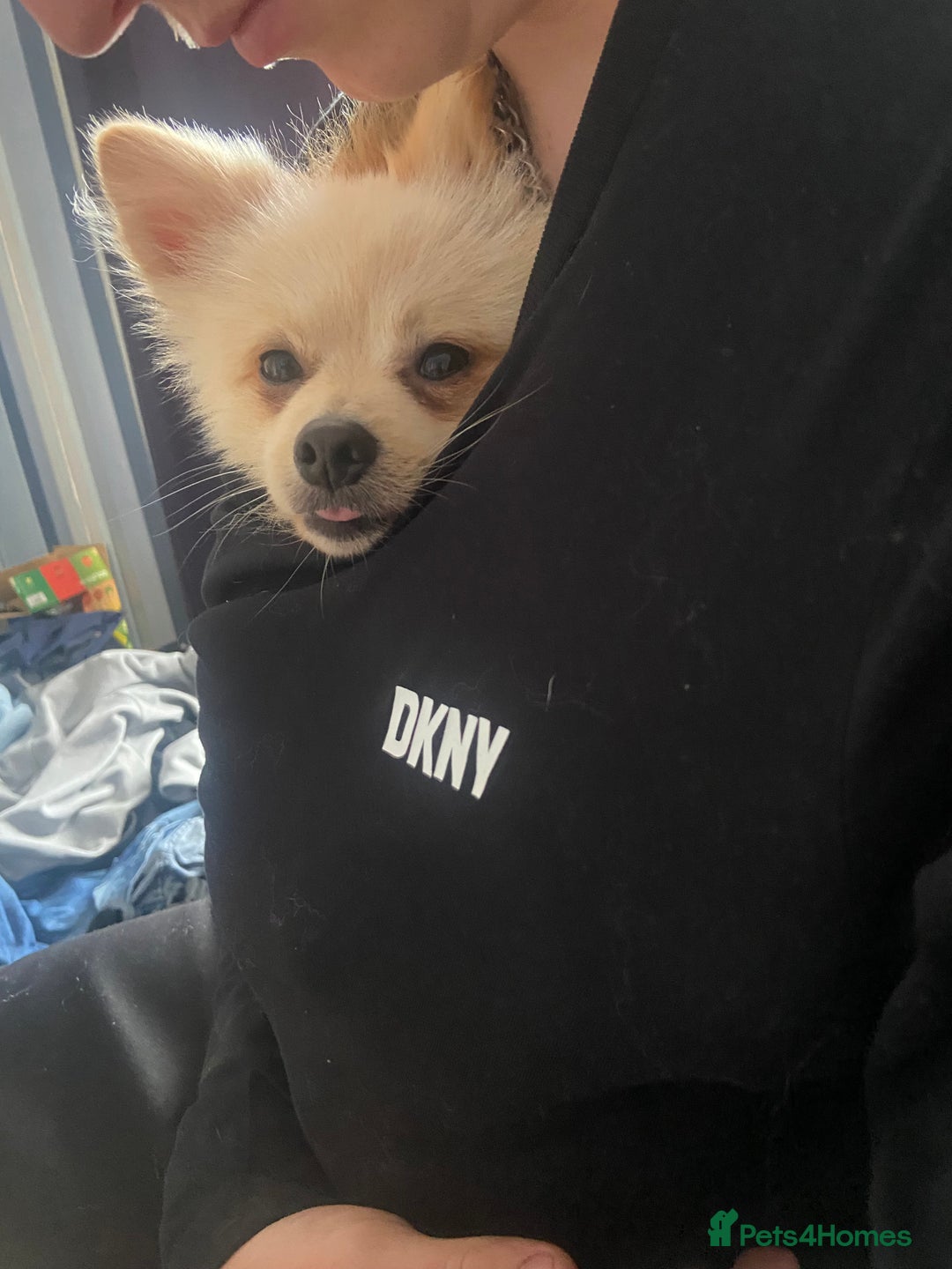 Pomeranian dogs for stud: Male STUD not for SALE!! Name Katakury.  - Image 5