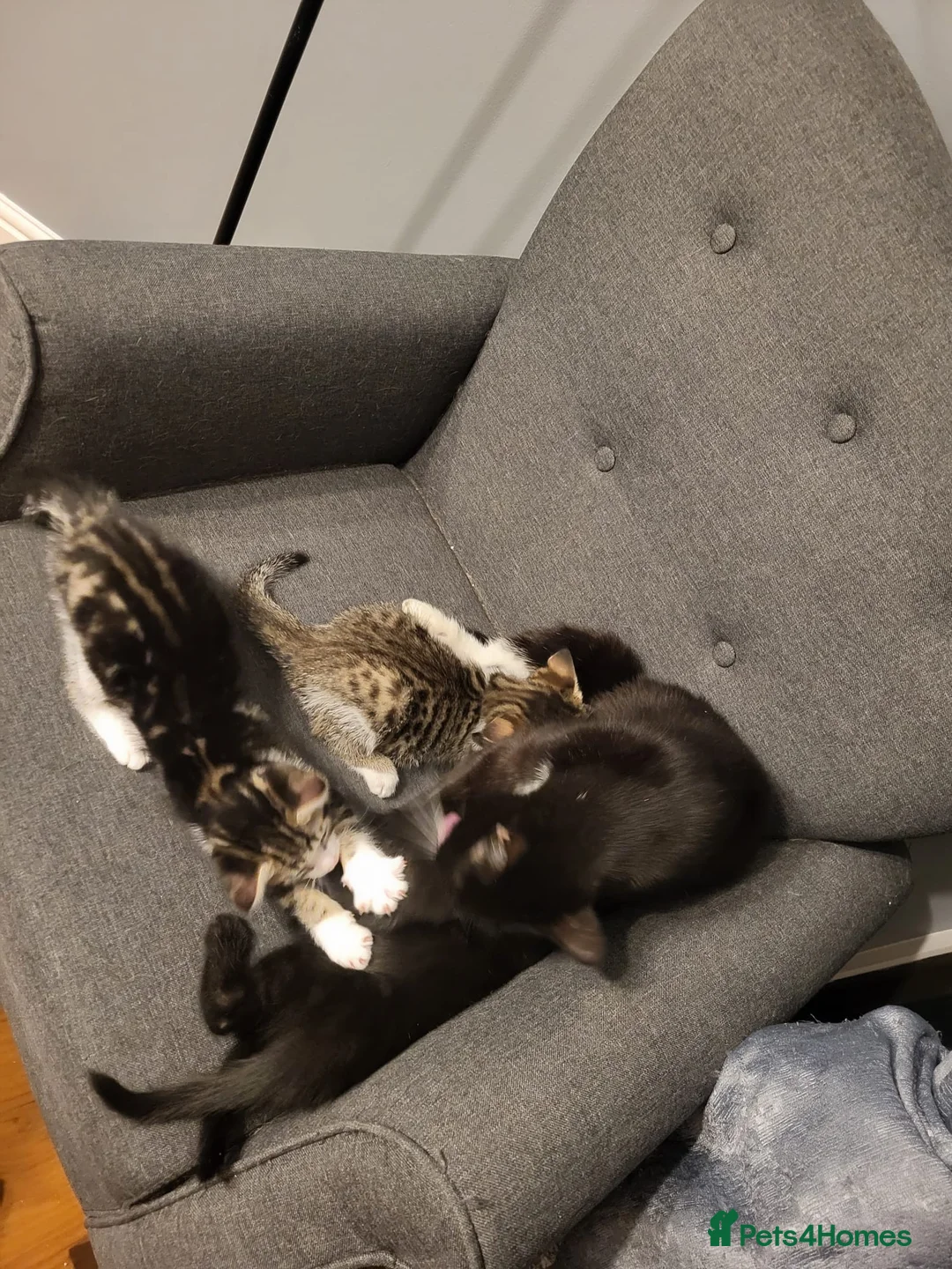 Mixed Breed cats for sale: 4 beautiful kittens - Advert 3