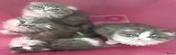 Scottish Fold cats for sale: Last Girl- Beautiful Scottish Fold X Ragdoll  - Advert 9