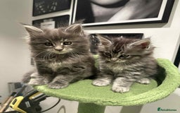 Maine Coon cats for sale: Stunning Mainecoon Kittens - Image 9
