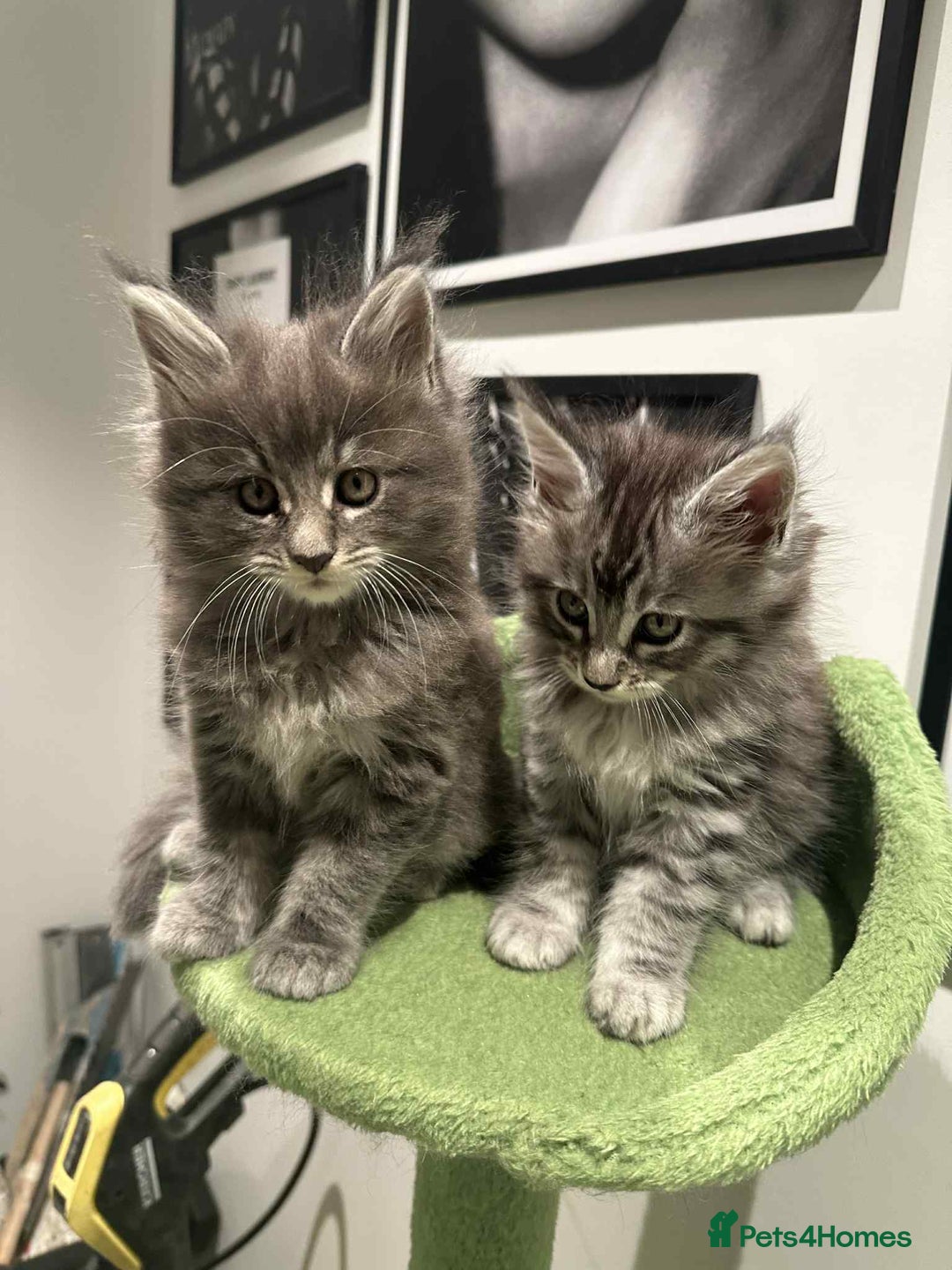 Maine Coon cats for sale: Stunning Mainecoon Kittens - Image 9