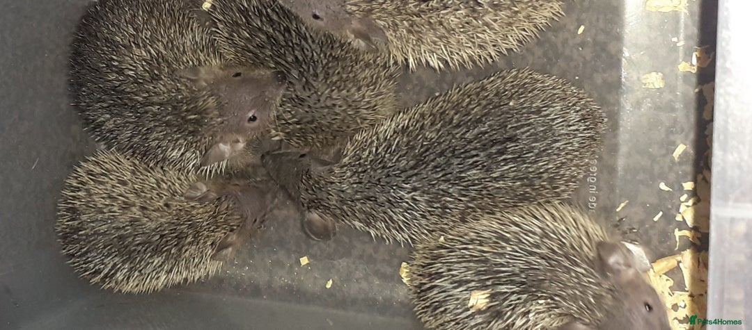 Mixed Breed rodents for sale: Lesser tenrecs   ,including  breeding pair  - Image 2